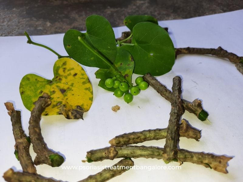 tinospora cordifolia for psoriasis treatment